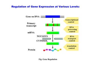 Transcriptional and Post-transcriptional Regulation of Gene Expression.pptx