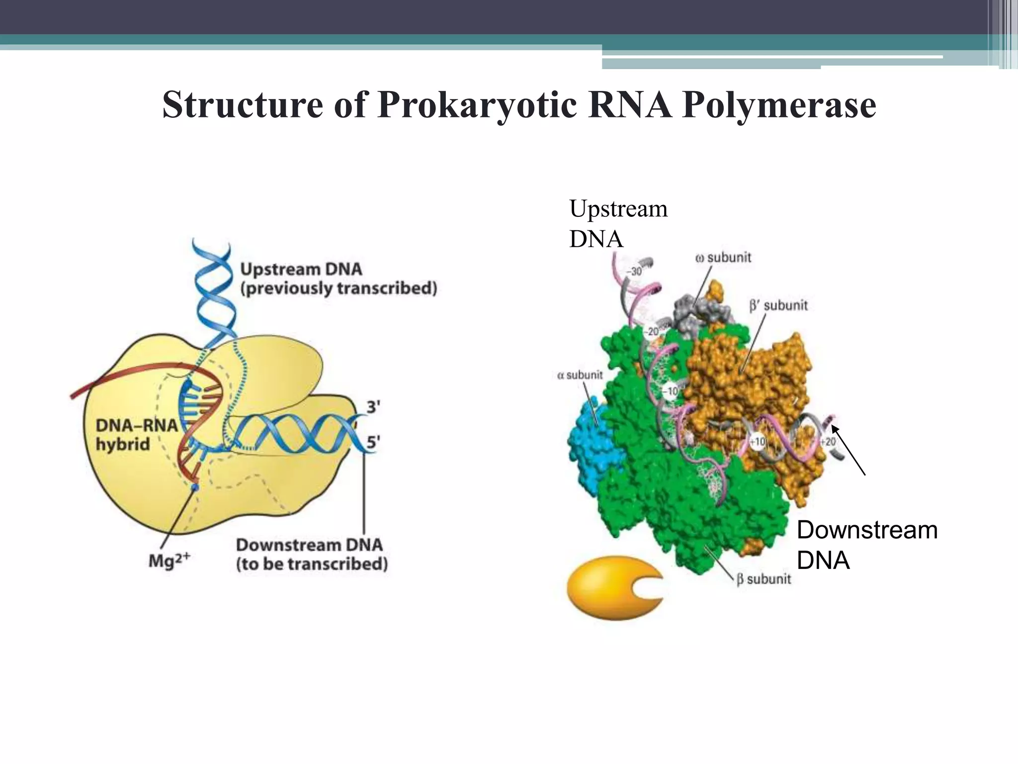 Transcriptional and post transcriptional regulation of gene expression ...