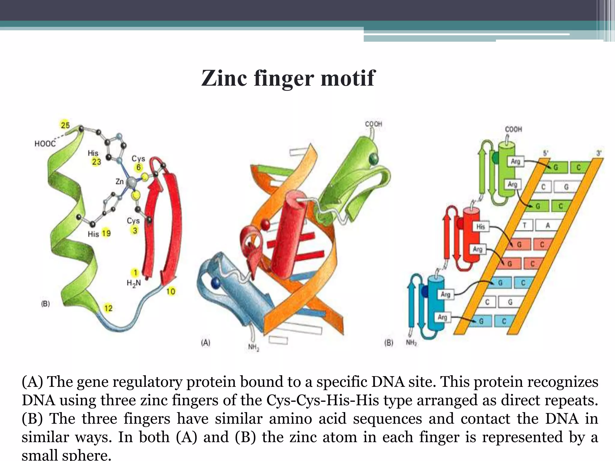 Transcriptional and post transcriptional regulation of gene expression ...