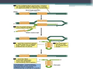 Transcriptional and post transcriptional regulation of gene expression ...
