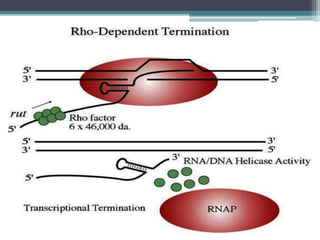 Transcriptional and post transcriptional regulation of gene expression ...