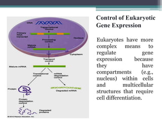 Transcriptional and post transcriptional regulation of gene expression ...