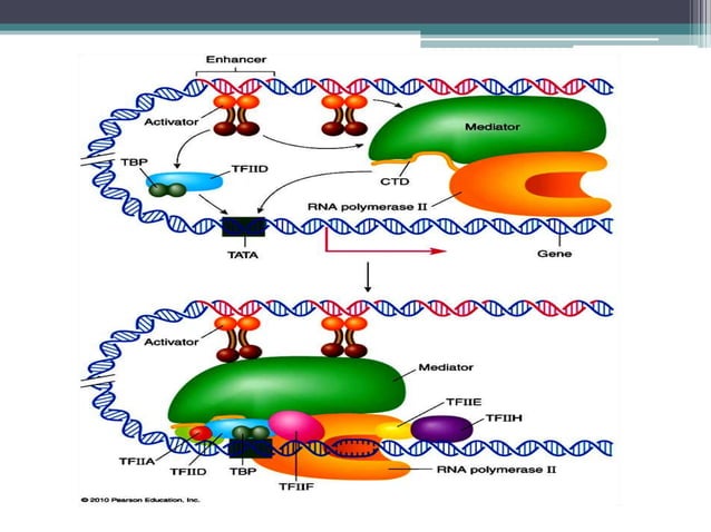 Transcriptional and post transcriptional regulation of gene expression ...