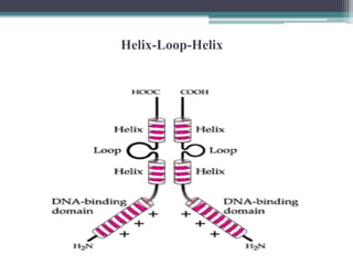 Infinity Loop Helix Transcriptional and post transcriptional regulation of gene expression ...