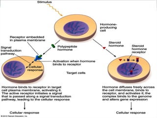 Transcriptional and post transcriptional regulation of gene expression ...