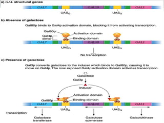 Transcriptional and post transcriptional regulation of gene expression ...
