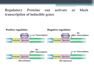 Transcriptional and post transcriptional regulation of gene expression ...