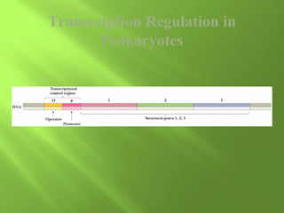 Transcription Regulation in
Prokaryotes

 