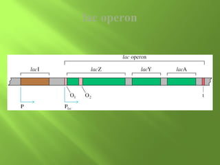 lac operon

 