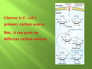 Glucose is E. coli’s
primary carbon source.
But.. it can grow on
different carbon sources.

 