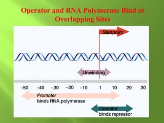 Operator and RNA Polymerase Bind at
Overlapping Sites

 