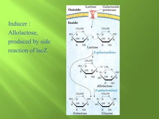 Inducer :
Allolactose,
produced by side
reaction of lacZ

 