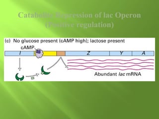 Catabolite Repression of lac Operon
(Positive regulation)

 