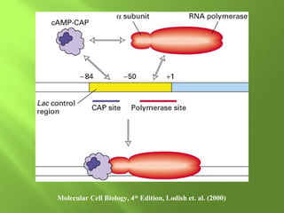 Molecular Cell Biology, 4th Edition, Lodish et. al. (2000)

 