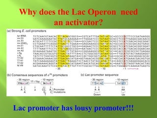 Why does the Lac Operon need
an activator?

Lac promoter has lousy promoter!!!

 