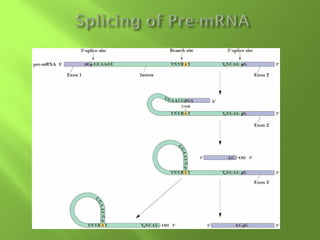 Transcriptional regulation
