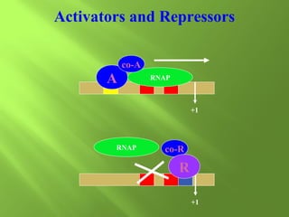 Activators and Repressors
co-A

A

RNAP

+1

RNAP

co-R

R
+1

 
