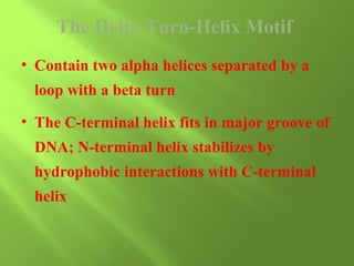 The Helix-Turn-Helix Motif
• Contain two alpha helices separated by a
loop with a beta turn
• The C-terminal helix fits in major groove of
DNA; N-terminal helix stabilizes by
hydrophobic interactions with C-terminal
helix

 