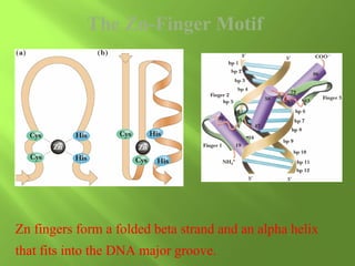 The Zn-Finger Motif

Zn fingers form a folded beta strand and an alpha helix
that fits into the DNA major groove.

 