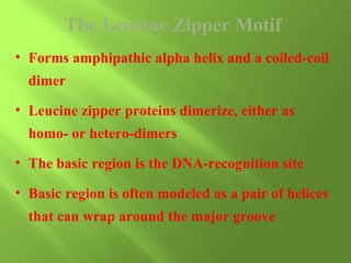 The Leucine Zipper Motif
• Forms amphipathic alpha helix and a coiled-coil
dimer
• Leucine zipper proteins dimerize, either as
homo- or hetero-dimers
• The basic region is the DNA-recognition site
• Basic region is often modeled as a pair of helices
that can wrap around the major groove

 