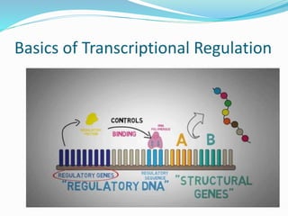 Transcriptional regulation [autosaved] | PPTX