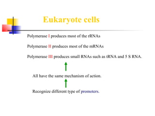 All have the same mechanism of action.
Recognize different type of promoters.
Eukaryote cells
Polymerase I produces most of the rRNAs
Polymerase II produces most of the mRNAs
Polymerase III produces small RNAs such as tRNA and 5 S RNA.
 