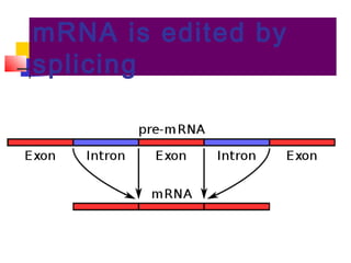 mRNA is edited by
splicing
 