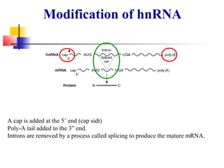 Modification of hnRNA
A cap is added at the 5’ end (cap sidt)
Poly-A tail added to the 3” end.
Introns are removed by a process called splicing to produce the mature mRNA.
 