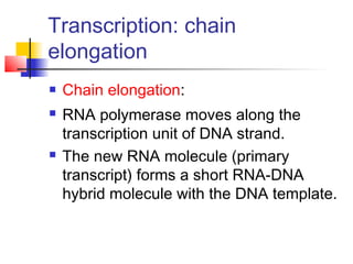 Transcription: chain
elongation
 Chain elongation:
 RNA polymerase moves along the
transcription unit of DNA strand.
 The new RNA molecule (primary
transcript) forms a short RNA-DNA
hybrid molecule with the DNA template.
 