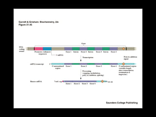 Transcription and regulation of gene expression.ppt | Web Development ...