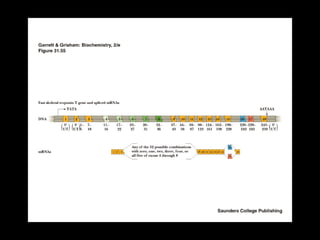 Transcription and regulation of gene expression.ppt | Web Development ...