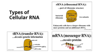 Transcription and RNA Processing Powerpoint | PPTX