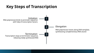 Transcription and RNA Processing Powerpoint | PPTX