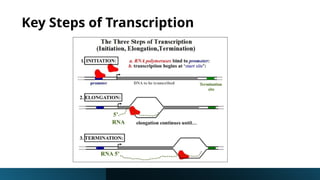 Transcription and RNA Processing Powerpoint | PPTX