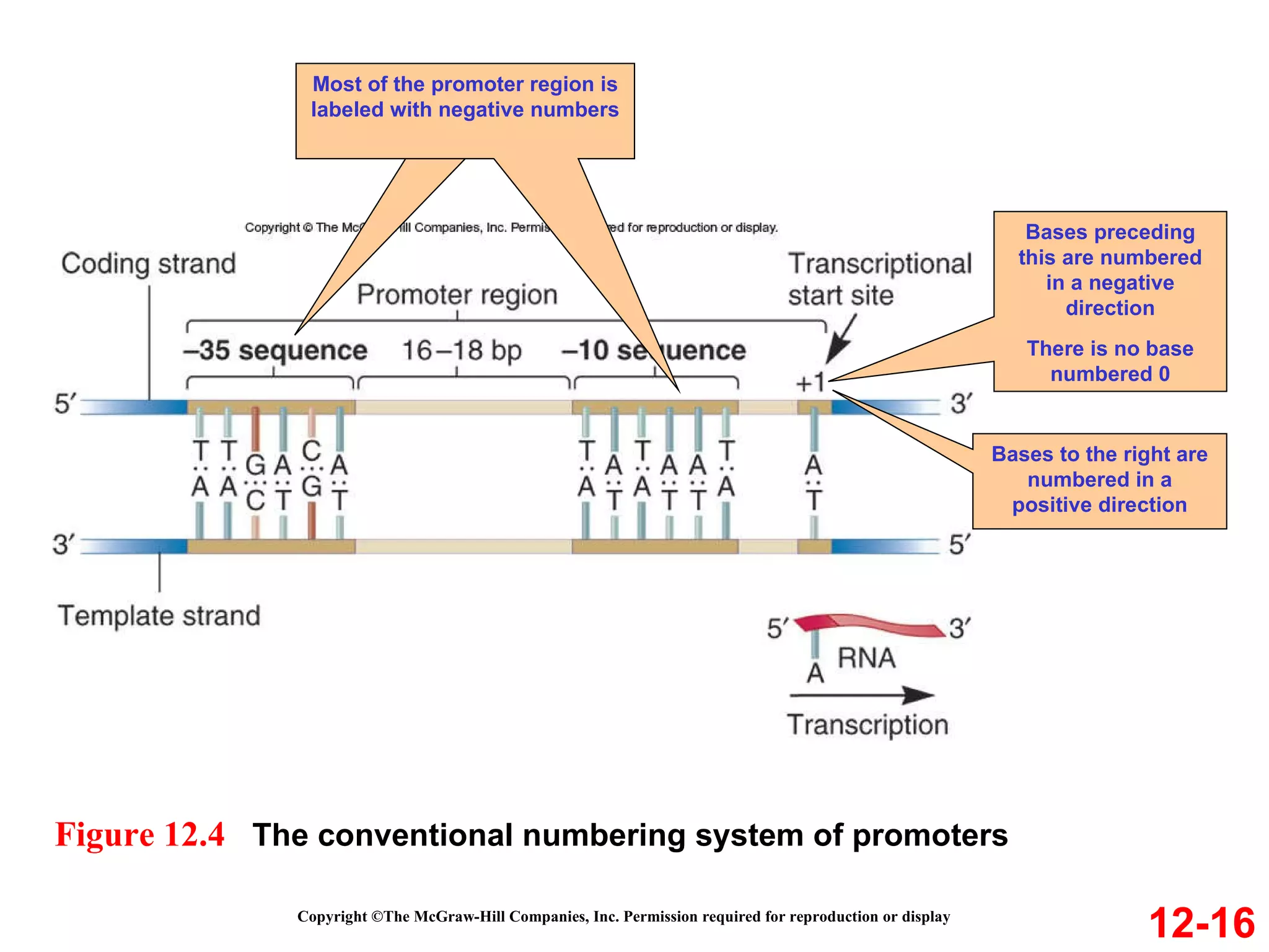 Copyright ©The McGraw-Hill Companies, Inc. Permission required for reproduction or display 12-16 Figure 12.4  The conventional numbering system of promoters Bases preceding this are numbered in a negative direction There is no base numbered 0 Bases to the right are numbered in a positive direction Most of the promoter region is labeled with negative numbers 