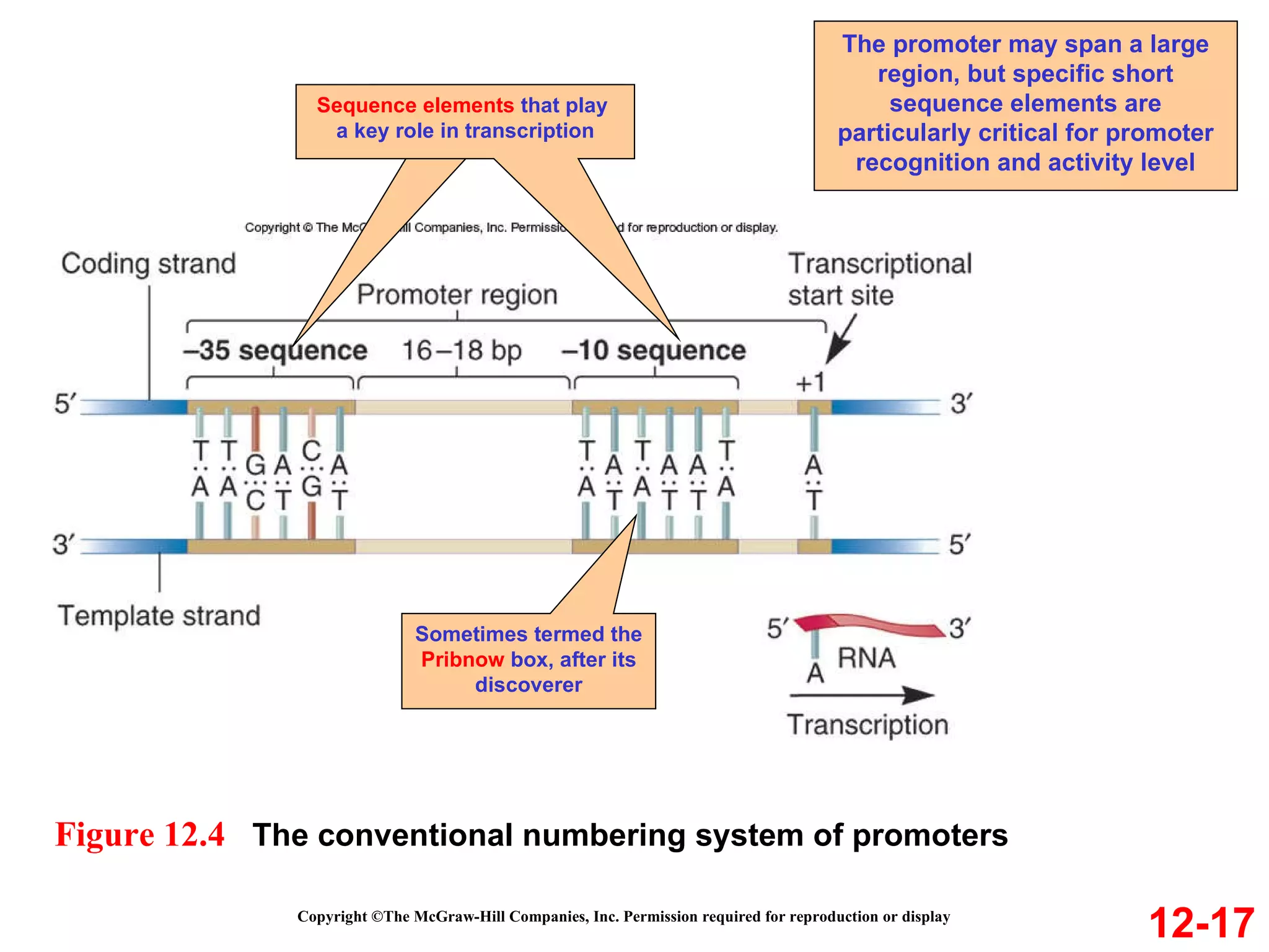Copyright ©The McGraw-Hill Companies, Inc. Permission required for reproduction or display 12-17 Figure 12.4  The conventional numbering system of promoters The promoter may span a large region, but specific short sequence elements are particularly critical for promoter recognition and activity level Sometimes termed the  Pribnow  box, after its discoverer Sequence elements  that play  a key role in transcription 