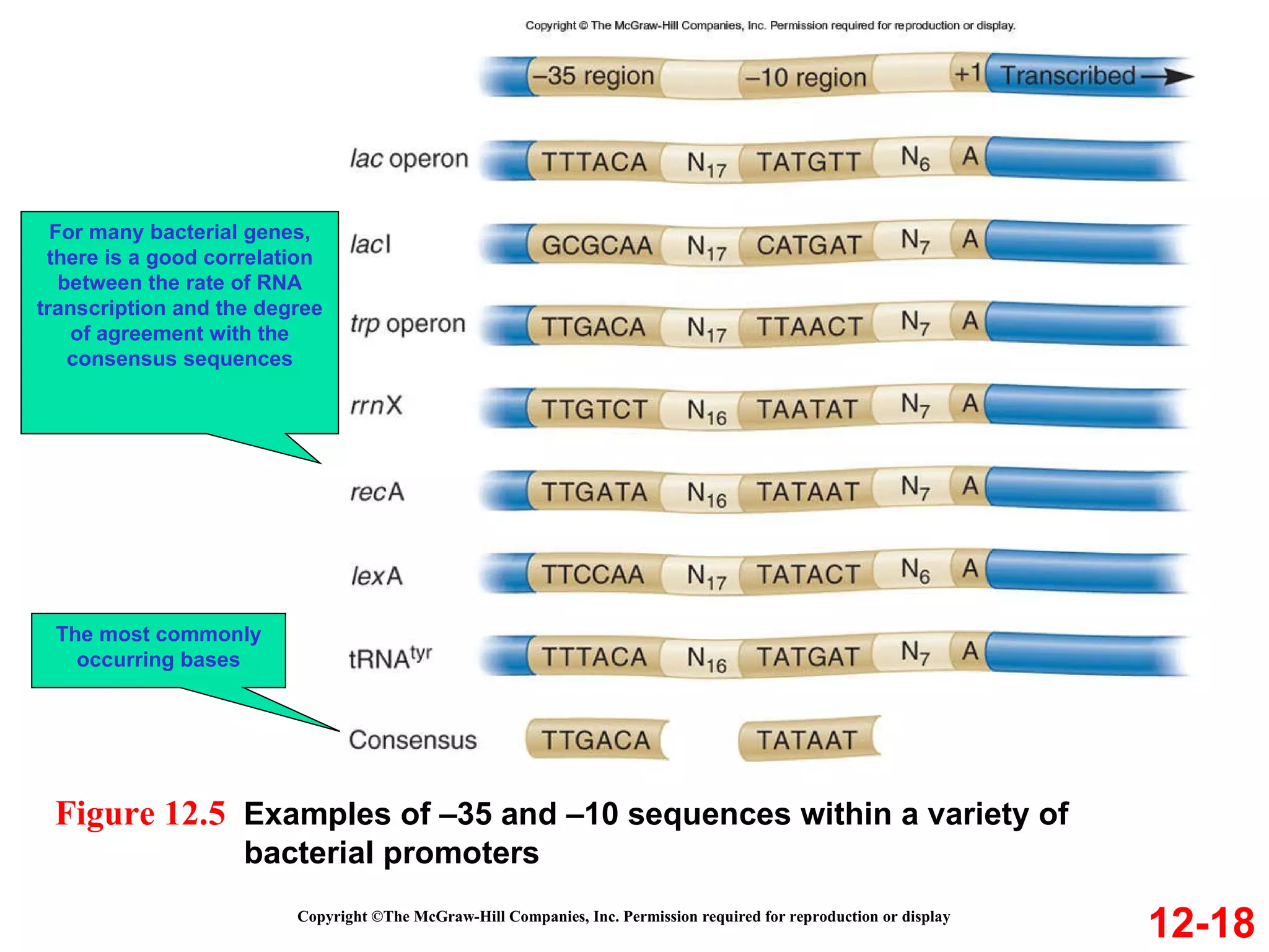 Copyright ©The McGraw-Hill Companies, Inc. Permission required for reproduction or display 12-18 Figure 12.5  Examples of –35 and –10 sequences within a variety of    bacterial promoters The most commonly occurring bases For many bacterial genes, there is a good correlation between the rate of RNA transcription and the degree of agreement with the consensus sequences 