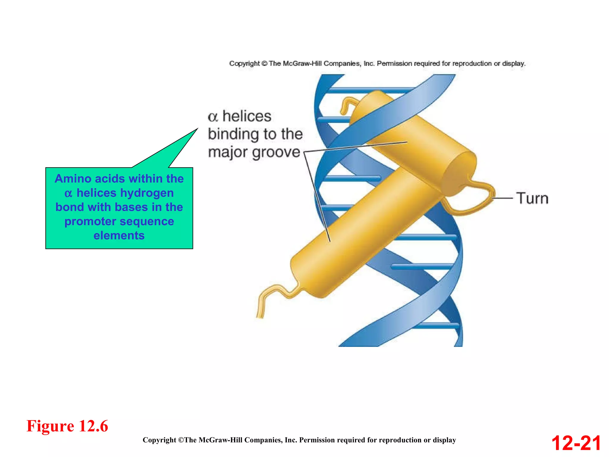 Copyright ©The McGraw-Hill Companies, Inc. Permission required for reproduction or display 12-21 Figure 12.6 Amino acids within the    helices hydrogen bond with bases in the promoter sequence elements 