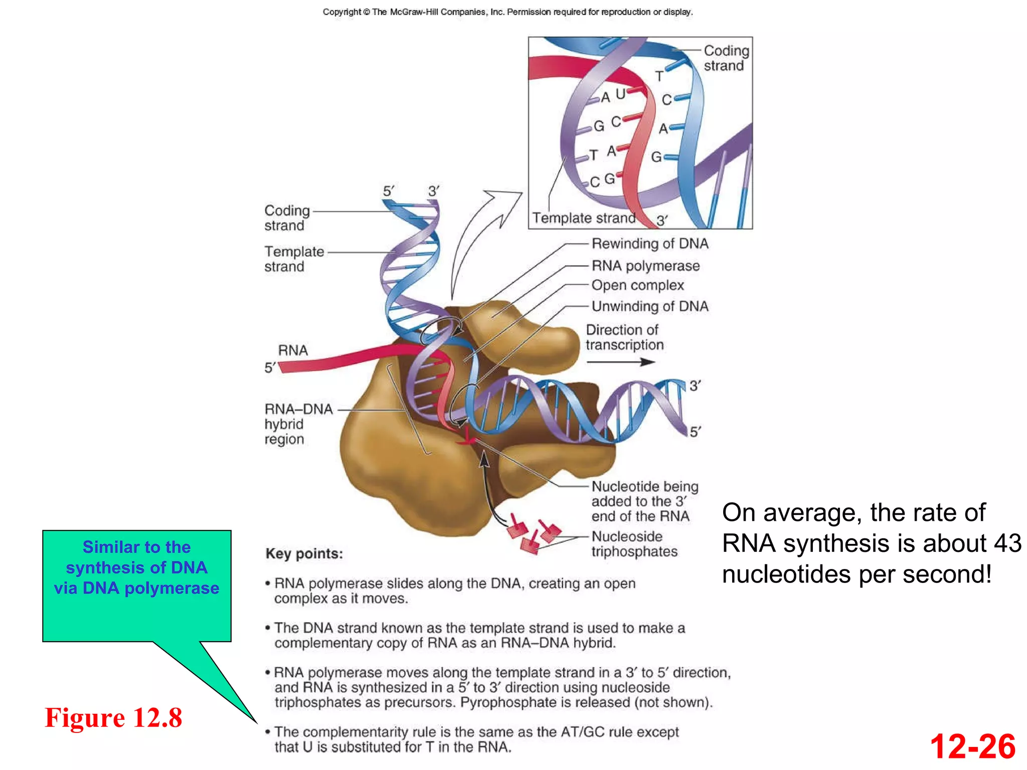 12-26 Similar to the synthesis of DNA via DNA polymerase Figure 12.8 On average, the rate of RNA synthesis is about 43 nucleotides per second! 