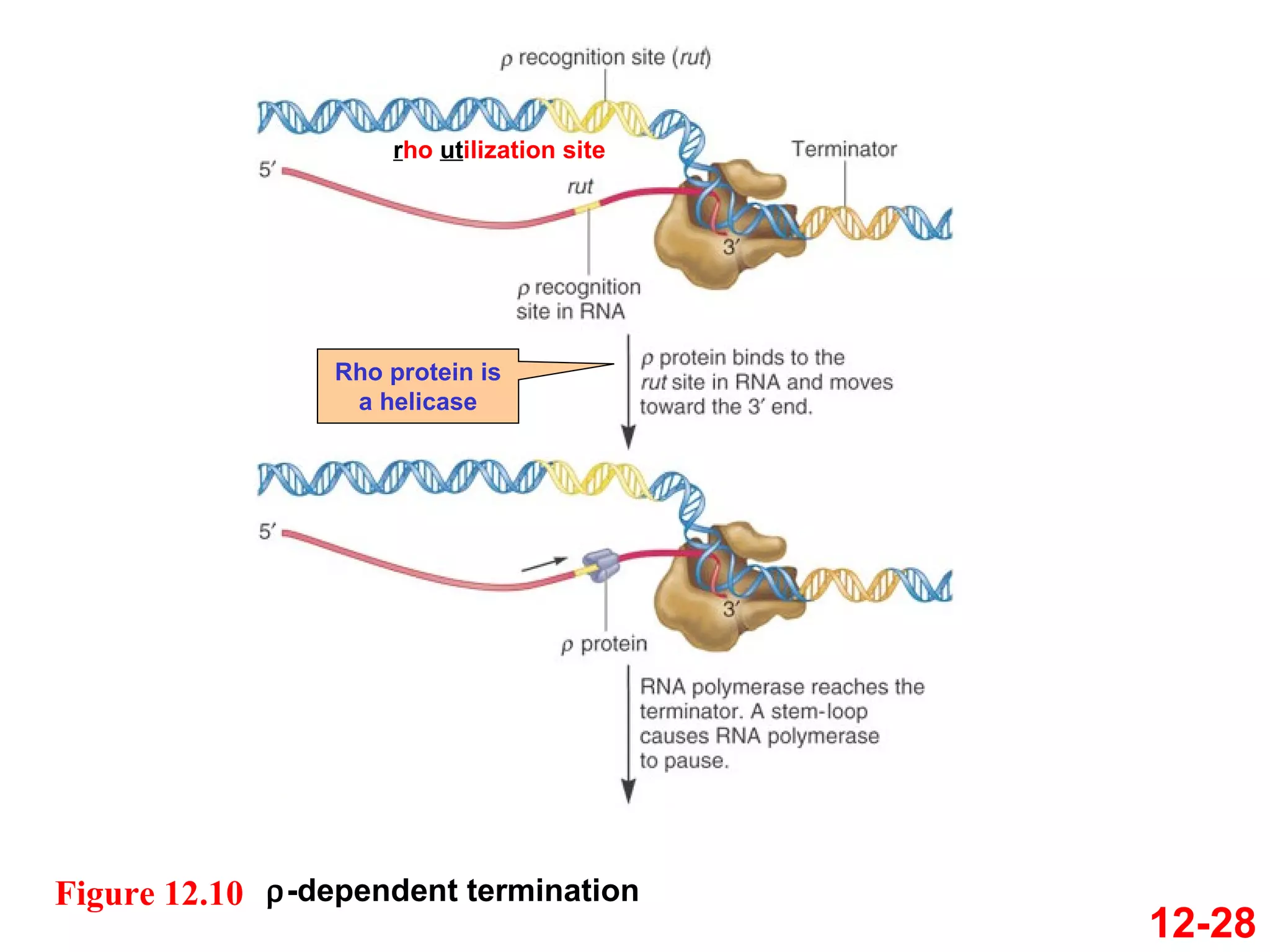 12-28 r ho  ut ilization site Rho protein is a helicase  -dependent termination Figure 12.10 