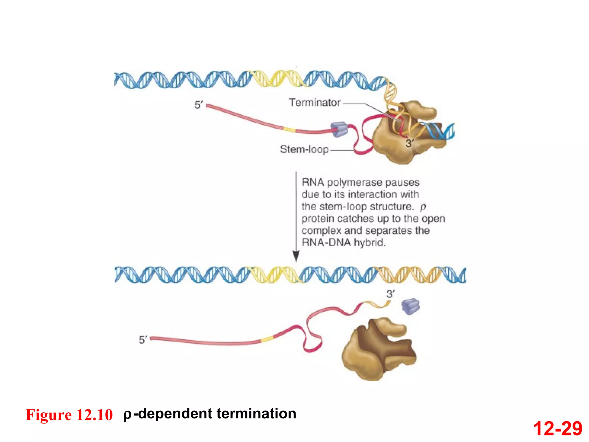 12-29  -dependent termination Figure 12.10 