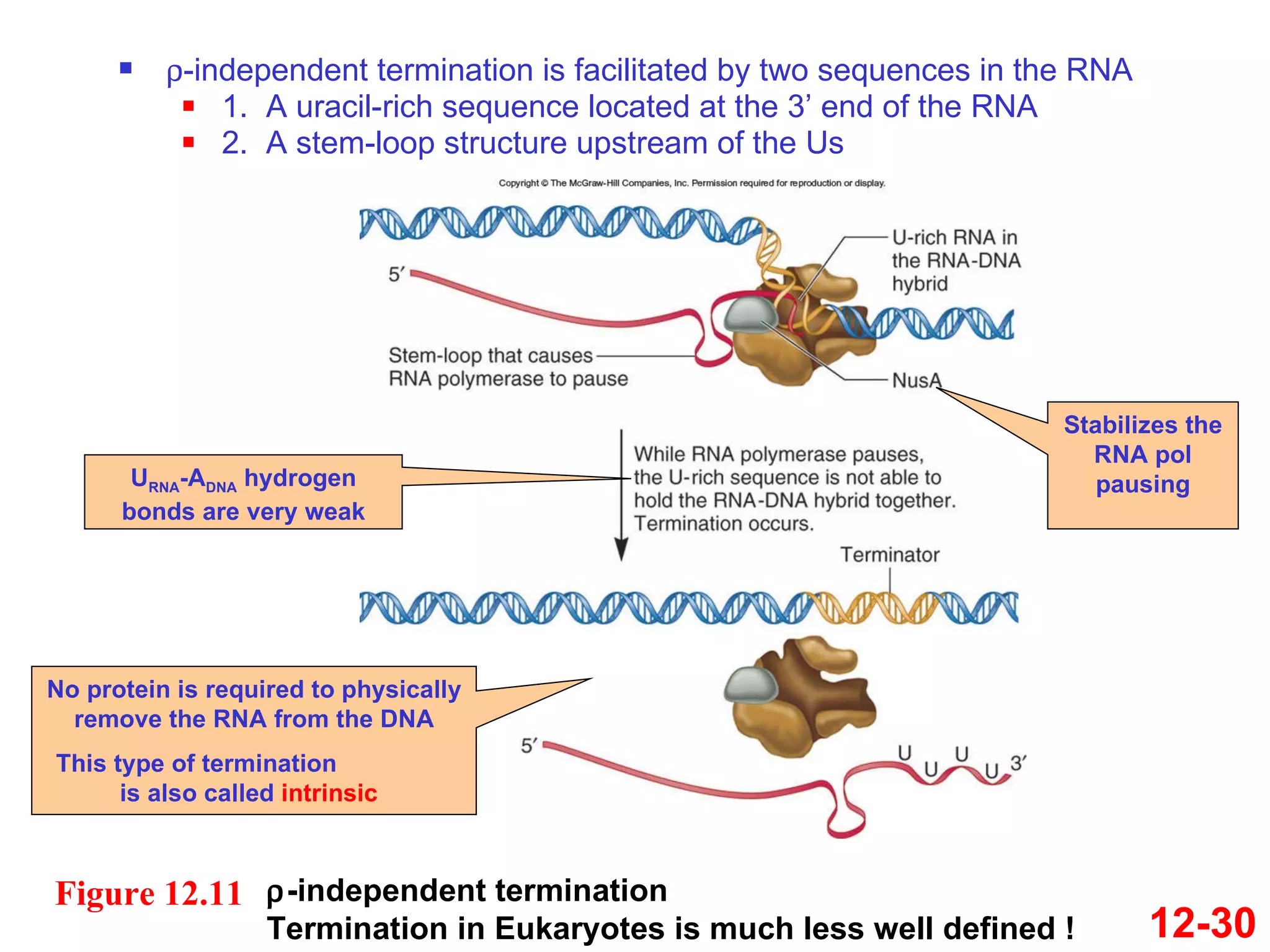  -independent termination is facilitated by two sequences in the RNA 1.  A uracil-rich sequence located at the 3’ end of the RNA 2.  A stem-loop structure upstream of the Us 12-30 U RNA -A DNA  hydrogen bonds are very weak No protein is required to physically remove the RNA from the DNA This type of termination  is also called  intrinsic Stabilizes the RNA pol pausing  -independent termination Termination in Eukaryotes is much less well defined ! Figure 12.11 