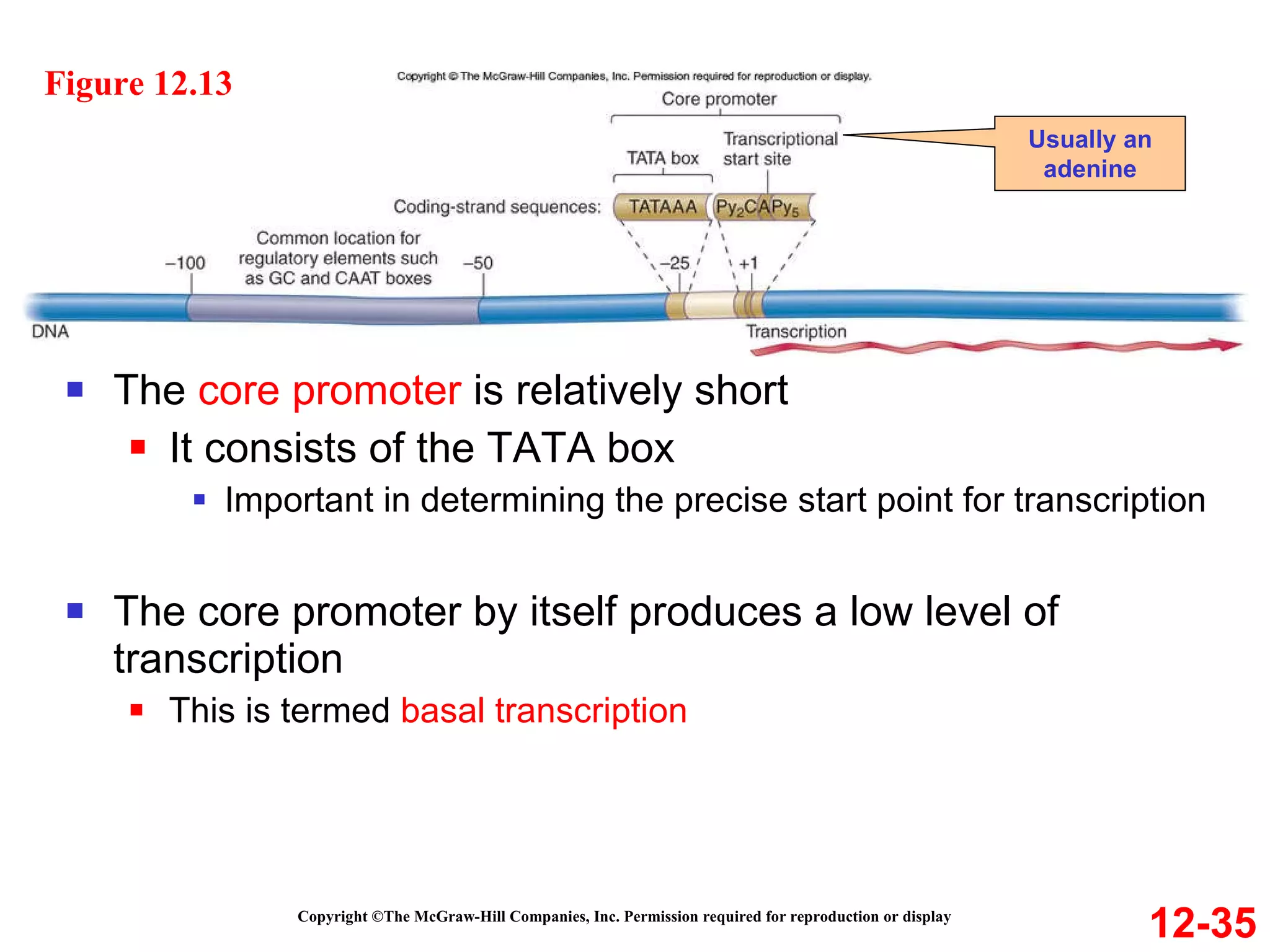 The  core promoter  is relatively short It consists of the TATA box Important in determining the precise start point for transcription The core promoter by itself produces a low level of transcription This is termed  basal transcription 12-35 Usually an adenine Figure 12.13 Copyright ©The McGraw-Hill Companies, Inc. Permission required for reproduction or display 