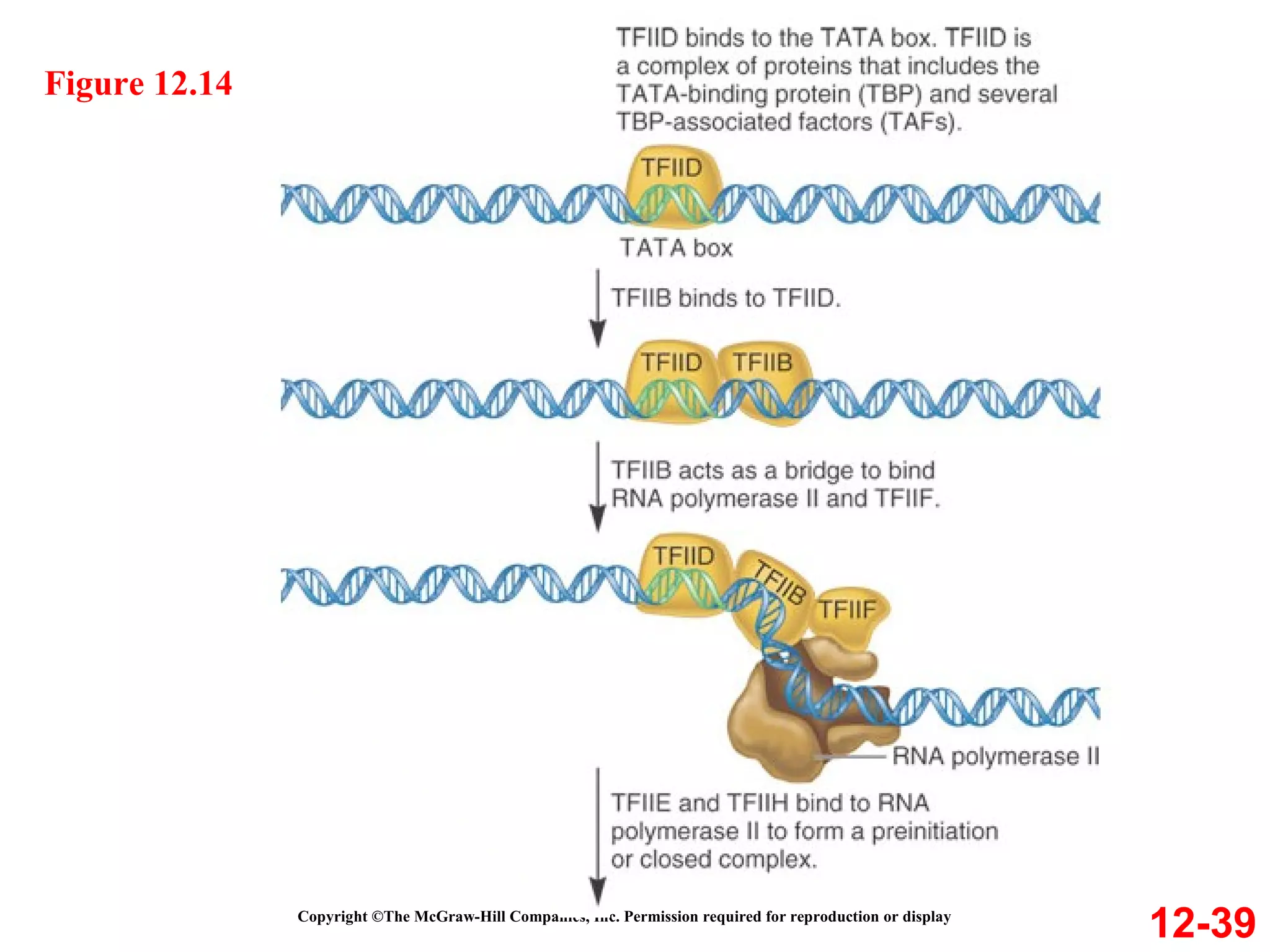 12-39 Figure 12.14 Copyright ©The McGraw-Hill Companies, Inc. Permission required for reproduction or display 