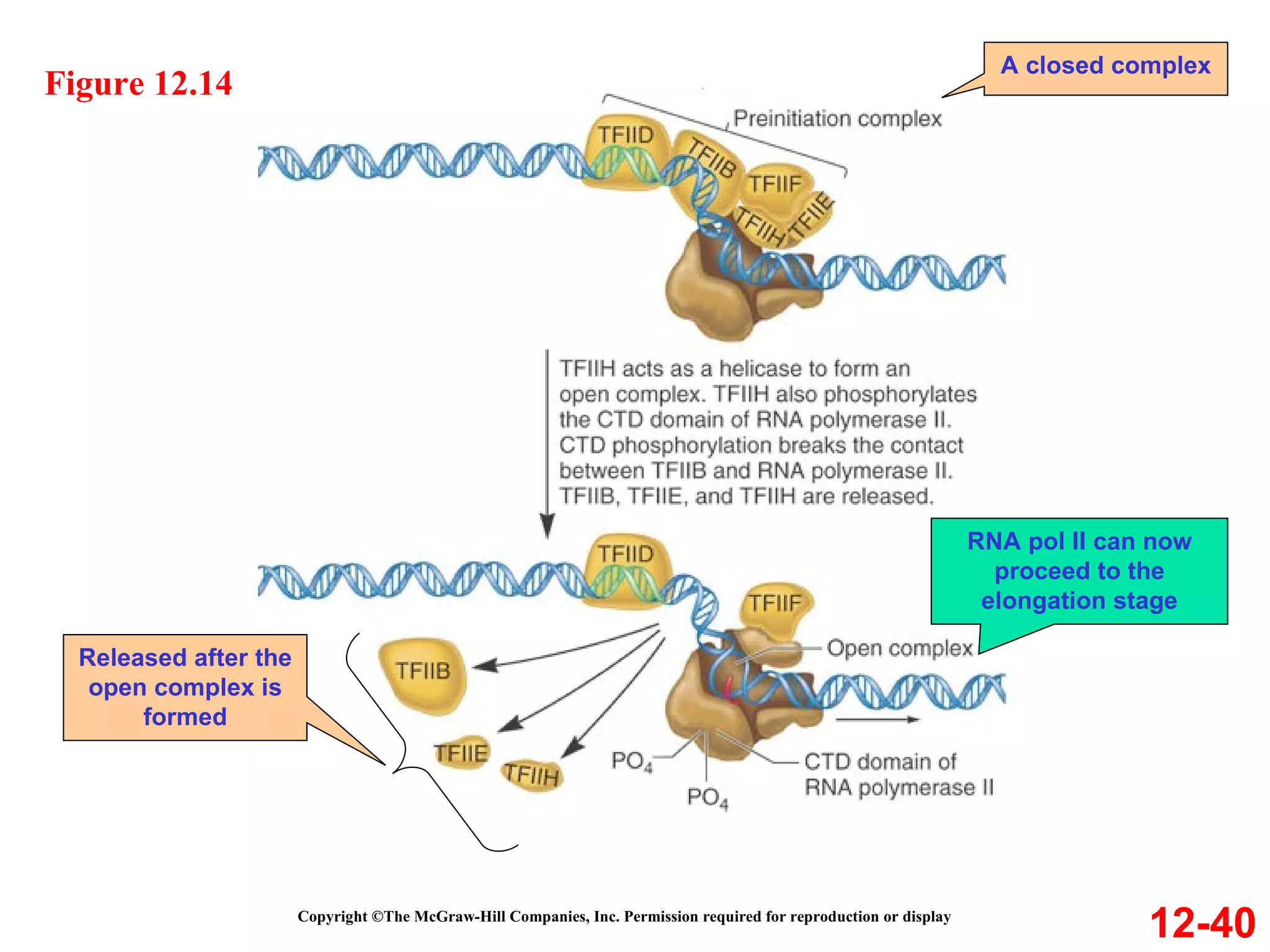 12-40 Figure 12.14 Copyright ©The McGraw-Hill Companies, Inc. Permission required for reproduction or display A closed complex Released after the open complex is formed RNA pol II can now proceed to the elongation stage 