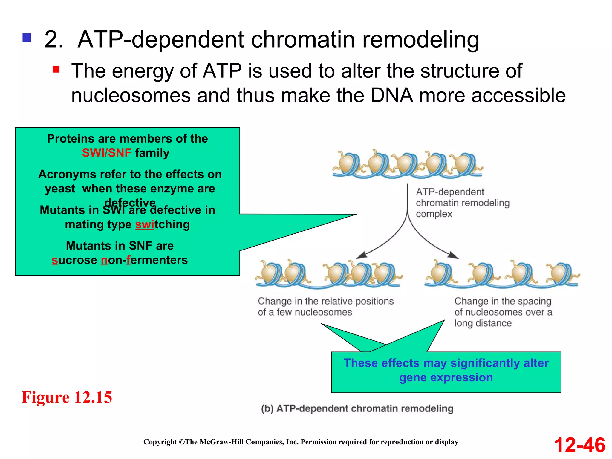 Copyright ©The McGraw-Hill Companies, Inc. Permission required for reproduction or display 2.  ATP-dependent chromatin remodeling The energy of ATP is used to alter the structure of nucleosomes and thus make the DNA more accessible  12-46 Figure 12.15 Proteins are members of the  SWI/SNF  family  Acronyms refer to the effects on yeast  when these enzyme are defective Mutants in SWI are defective in mating type  swi tching Mutants in SNF are  s ucrose  n on- f ermenters These effects may significantly alter gene expression 