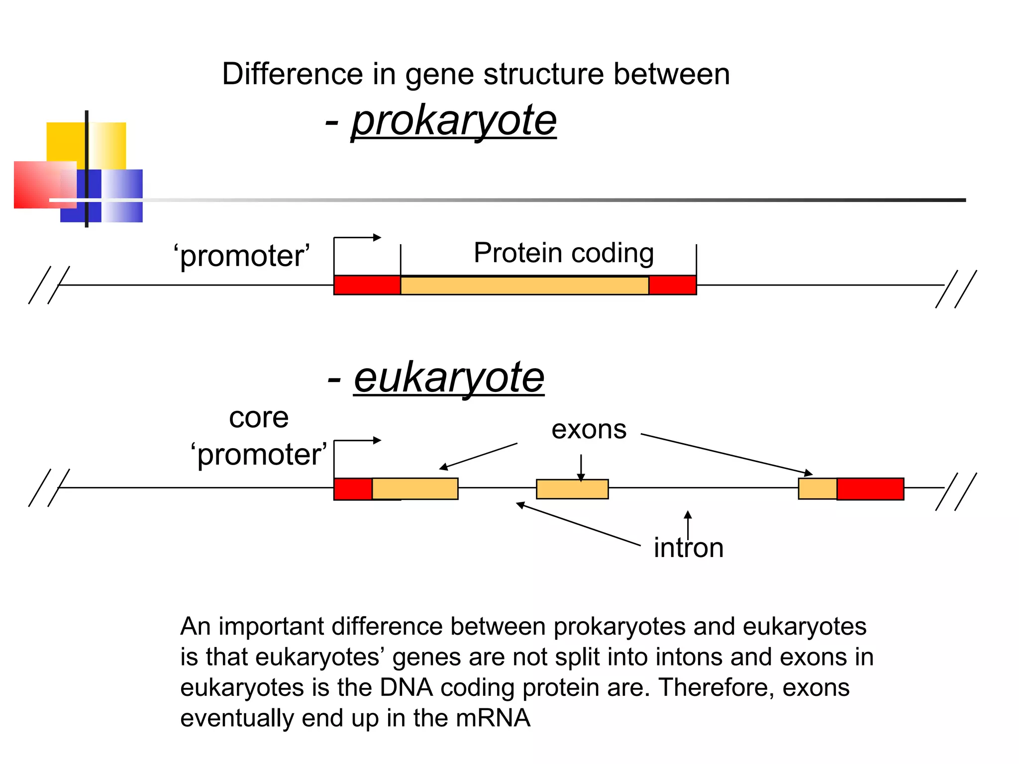 ‘ promoter’ Protein coding Difference in gene structure between -  prokaryote -  eukaryote core ‘ promoter’ An important difference between prokaryotes and eukaryotes is that eukaryotes’ genes are not split into intons and exons in eukaryotes is the DNA coding protein are. Therefore, exons eventually end up in the mRNA intron exons 