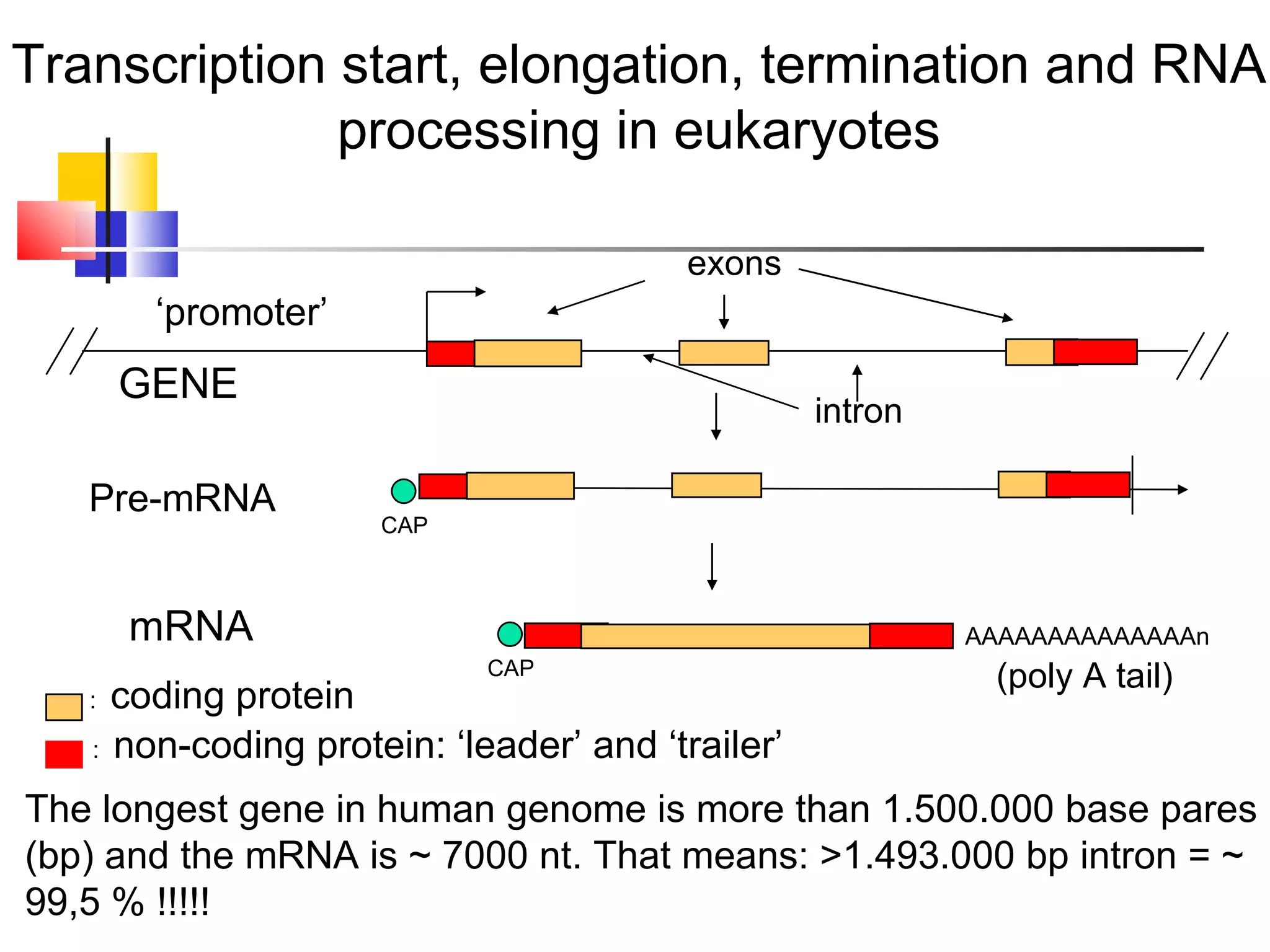 Pre-mRNA Transcription start, elongation, termination and RNA processing in eukaryotes :  coding protein :  non-coding protein: ‘leader’ and ‘trailer’ CAP CAP (poly A tail) The longest gene in human genome is more than 1.500.000 base pares (bp) and the mRNA is ~ 7000 nt. That means: >1.493.000 bp intron = ~ 99,5 % !!!!! ‘ promoter’ intron exons GENE mRNA AAAAAAAAAAAAAAn 