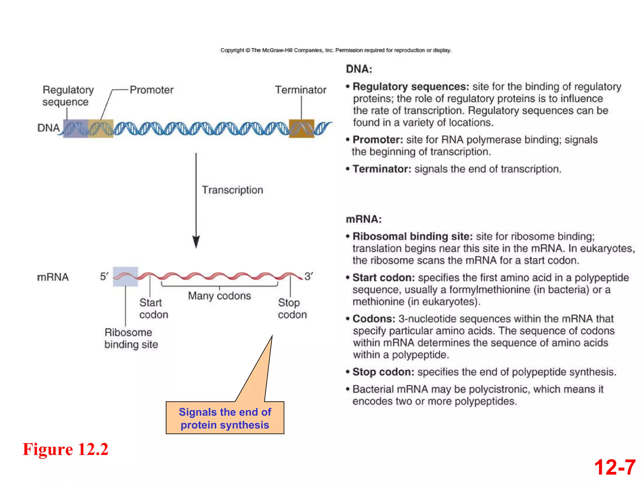 Figure 12.2 12-7 Signals the end of protein synthesis 