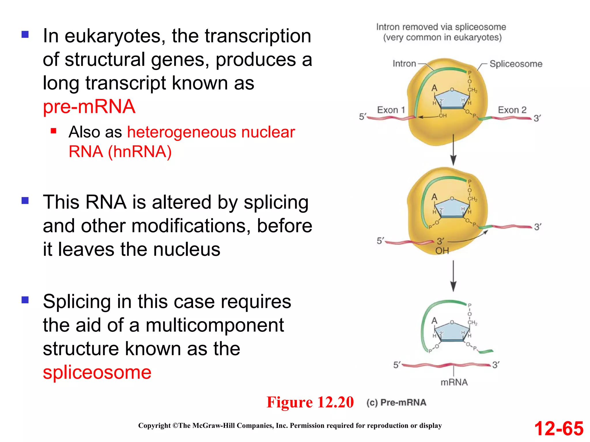 Copyright ©The McGraw-Hill Companies, Inc. Permission required for reproduction or display 12-65 Figure 12.20 In eukaryotes, the transcription of structural genes, produces a long transcript known as  pre-mRNA Also as  heterogeneous nuclear RNA (hnRNA) This RNA is altered by splicing and other modifications, before it leaves the nucleus Splicing in this case requires the aid of a multicomponent structure known as the  spliceosome 